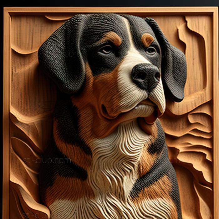 st Entlebucher sennenhund dog